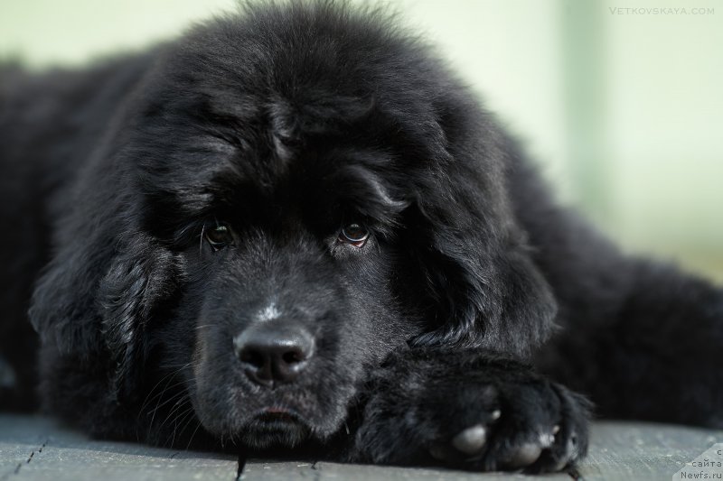 Фото: ньюфаундленд Элис Блюз Подарок Судьбы