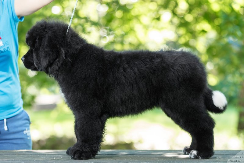 Фото: ньюфаундленд Элис Блюз Подарок Судьбы