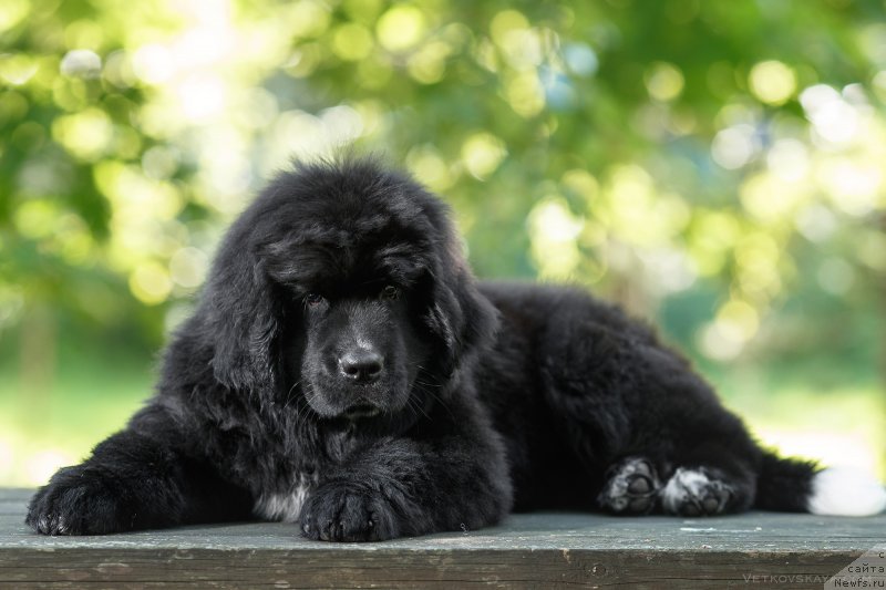 Фото: ньюфаундленд Элис Блюз Подарок Судьбы