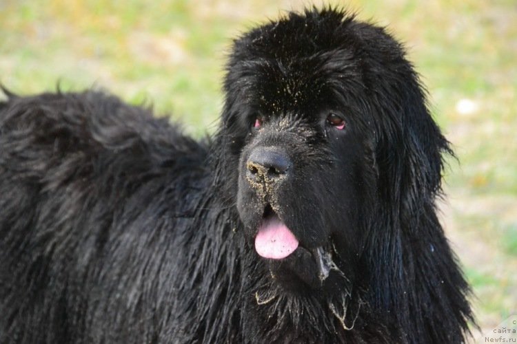 Фото: ньюфаундленд Талисман Моря Ла-Валетта