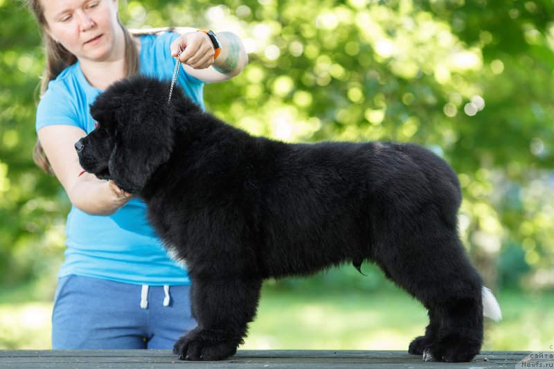 Фото: ньюфаундленд Элис Блюз Потап Потапыч