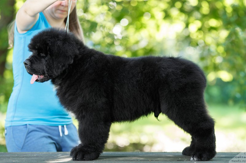 Фото: ньюфаундленд Элис Блюз Потап Потапыч