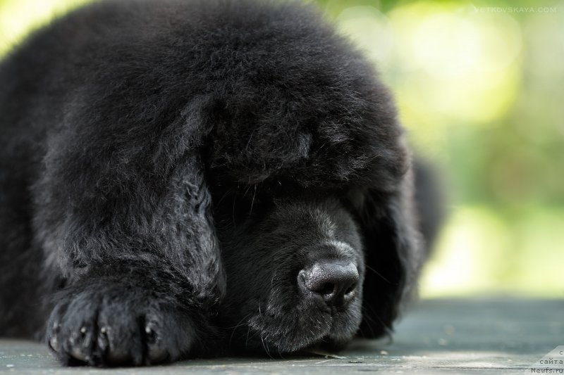 Фото: ньюфаундленд Элис Блюз Потап Потапыч