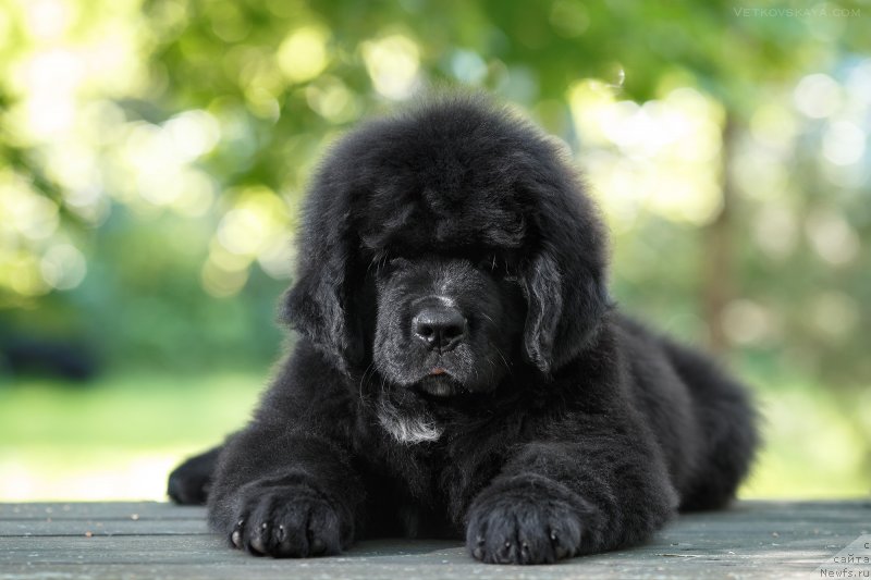 Фото: ньюфаундленд Элис Блюз Потап Потапыч