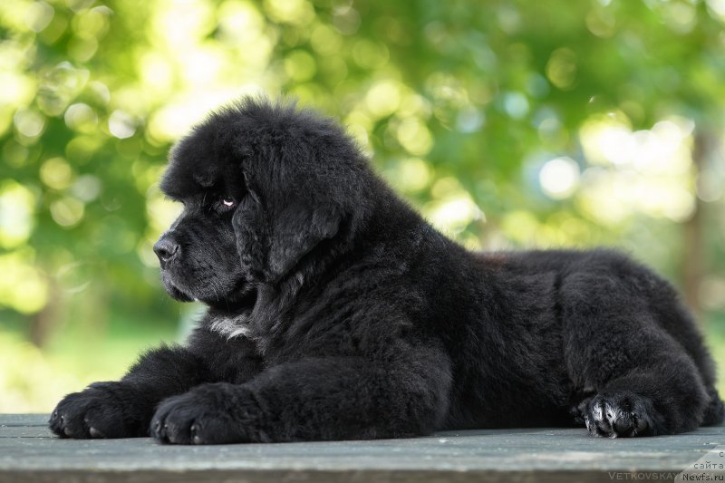 Фото: ньюфаундленд Элис Блюз Потап Потапыч