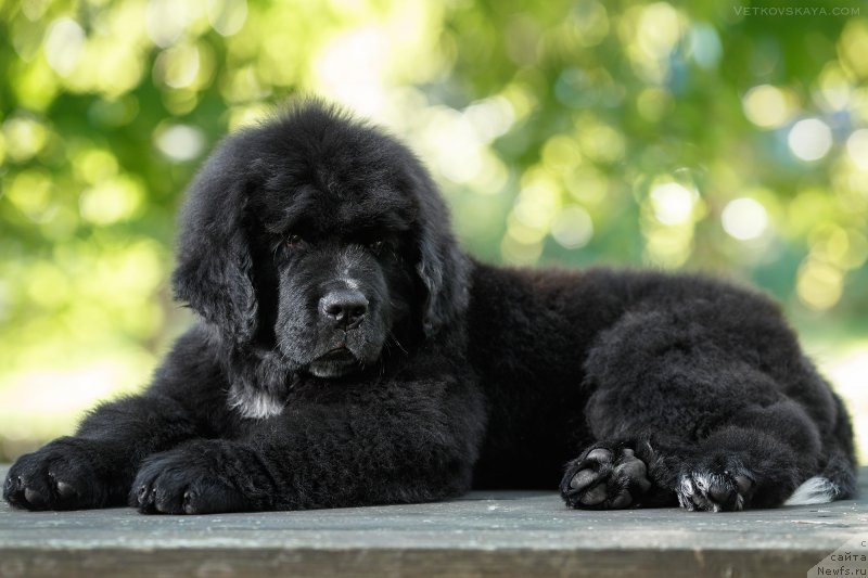 Фото: ньюфаундленд Элис Блюз Потап Потапыч