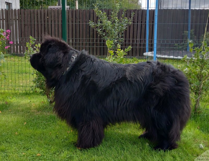 Фото: ньюфаундленд Супер Премиум Фри Винд (Super Premium Free Wind)