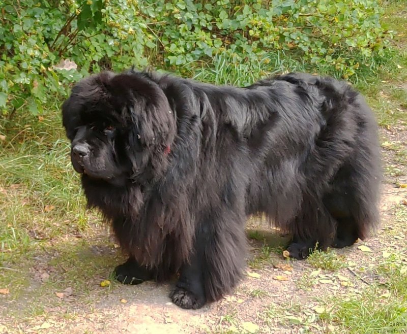 Фотография № 238333