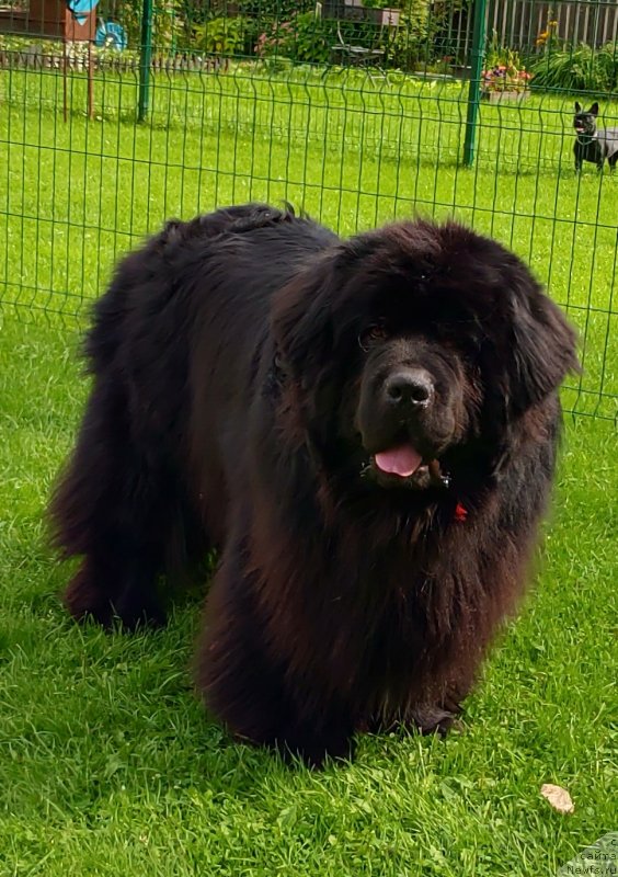 Фото: ньюфаундленд Супер Премиум Фри Винд (Super Premium Free Wind)