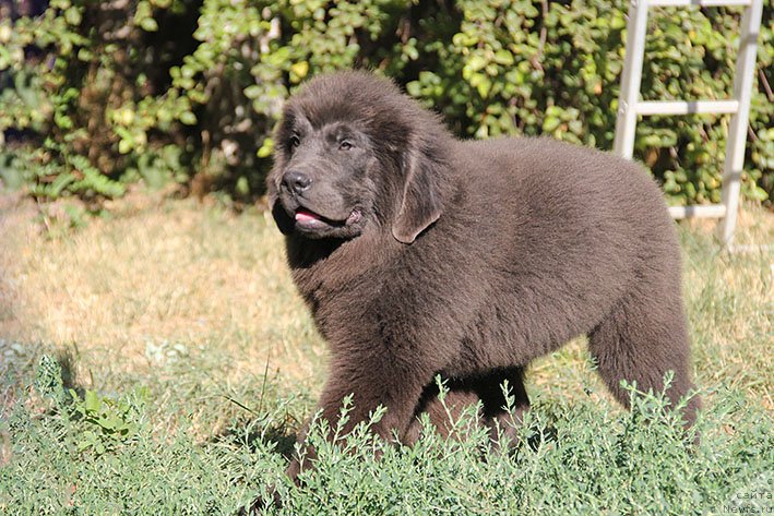 Фото: ньюфаундленд Смайли с Берега Дона (Smayli s Berega Dona)
