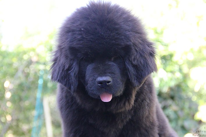 Фото: ньюфаундленд Рэйчл с Берега Дона