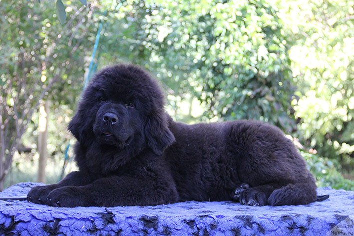 Фото: ньюфаундленд Рэйчл с Берега Дона