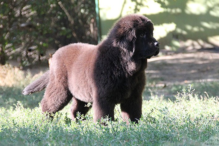 Фото: ньюфаундленд Рэйчл с Берега Дона