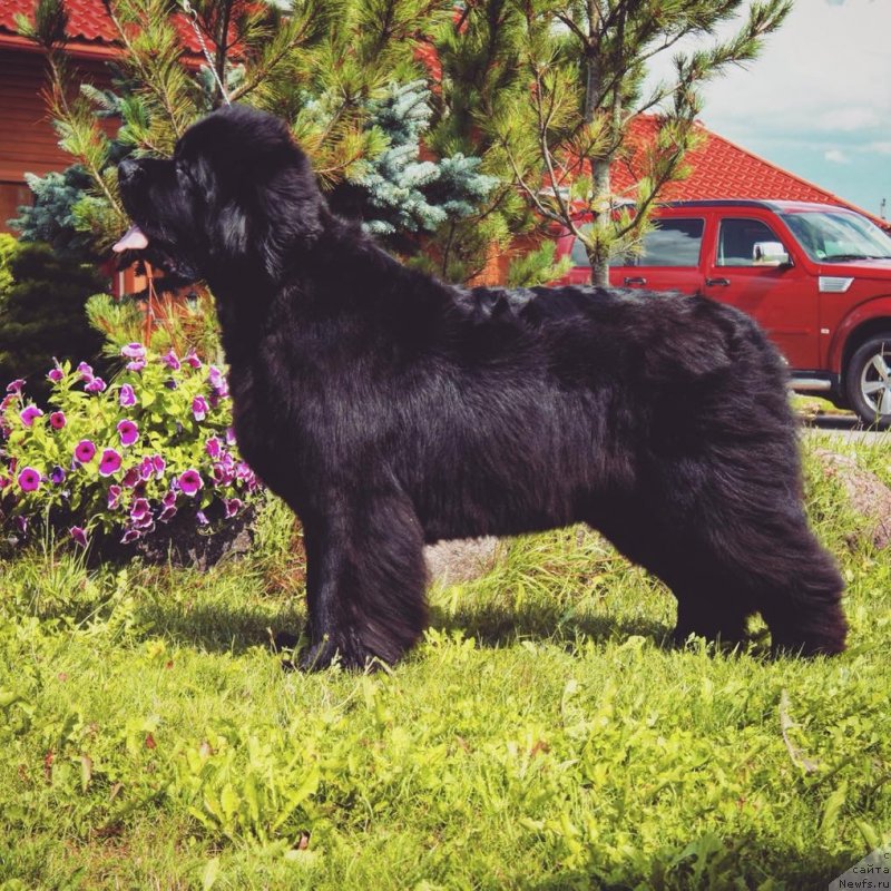 Фото: ньюфаундленд Love Inside Your Soul Moon Bear