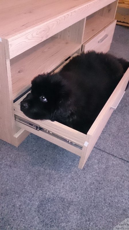 Фото: ньюфаундленд Браунблад МСК Лайт Рэй