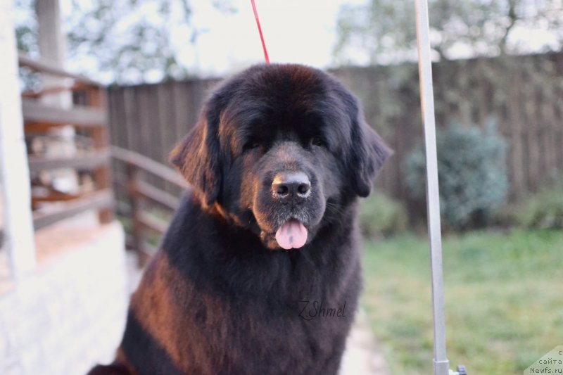 Фото: ньюфаундленд Лепесток Лилии