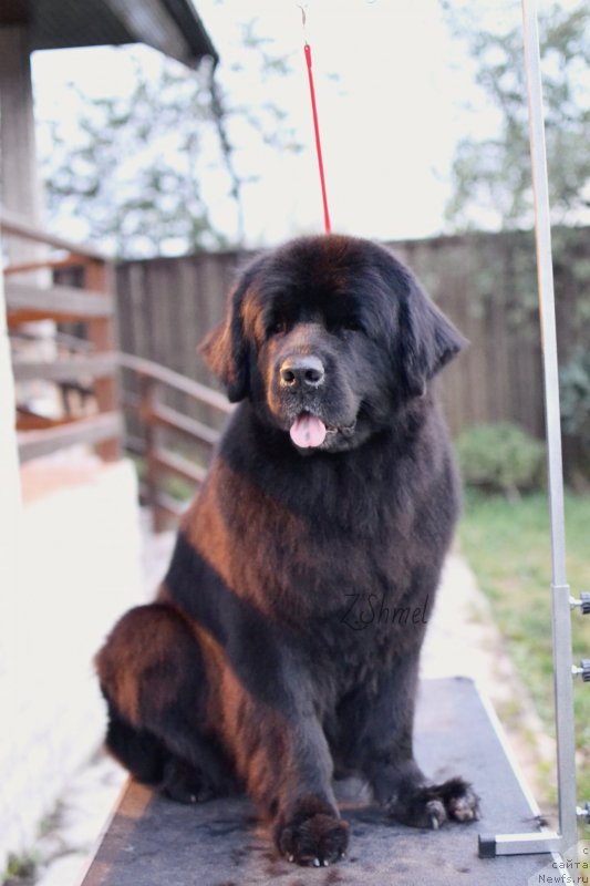 Фото: ньюфаундленд Лепесток Лилии