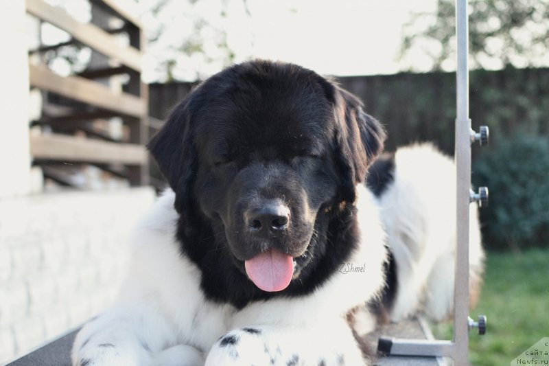 Фото: ньюфаундленд Сент Джонс Прима де Феролли