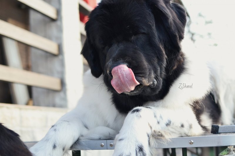 Фото: ньюфаундленд Сент Джонс Прима де Феролли