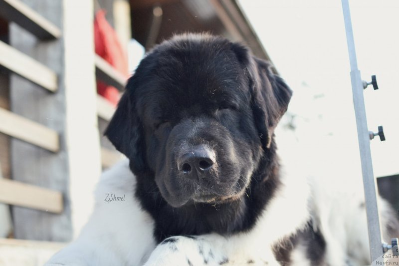 Фото: ньюфаундленд Сент Джонс Прима де Феролли