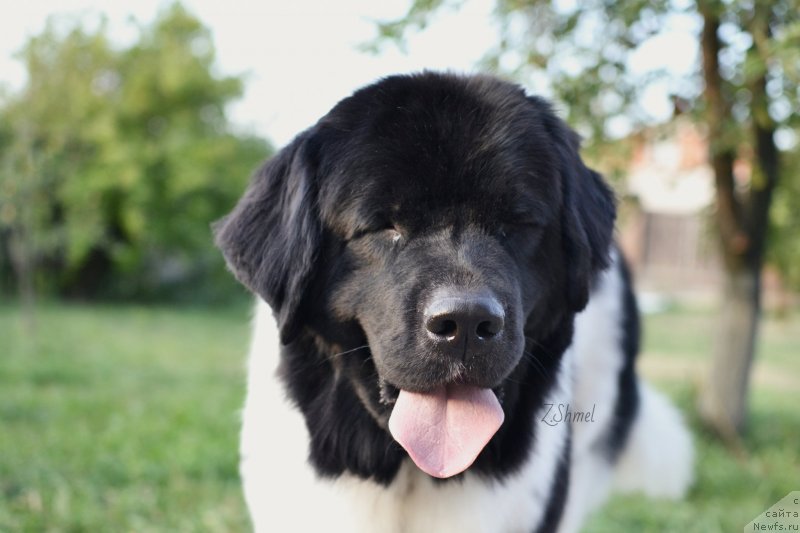 Фото: ньюфаундленд Сент Джонс Прима де Феролли