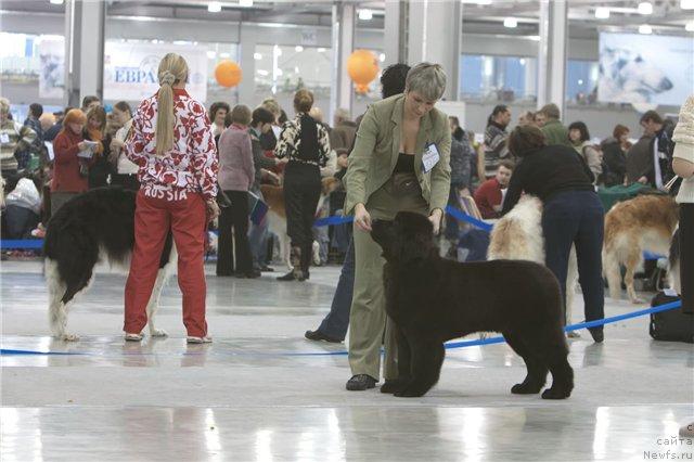 Фото: ньюфаундленд Giacomo vom Darius Land, Нина Базулина