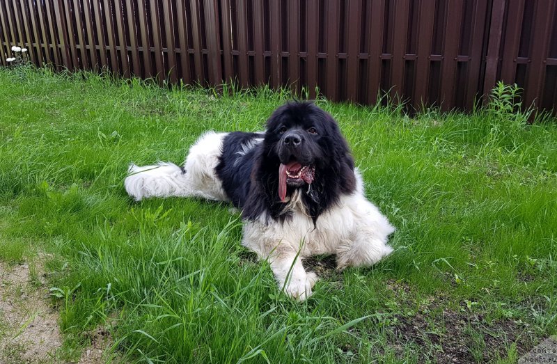 Фото: ньюфаундленд Водолей от Карельских Медведей