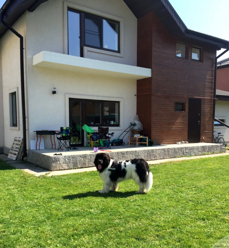 Фото: ньюфаундленд Водолей от Карельских Медведей