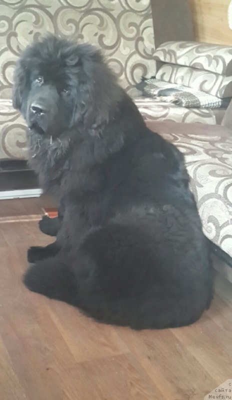 Фото: ньюфаундленд Белкондер-Клаб Мона Лиза (Belkonder-Club Mona Lisa)