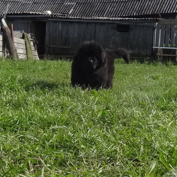 Фото: сын, ньюфаундленд Ньюфорт Уитни Традиция Легенды