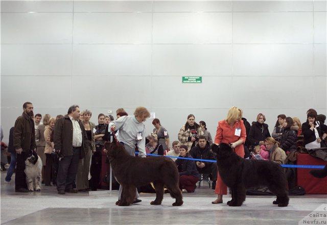 Фото: ньюфаундленд Do Sing With Deejay de L'Etoile de Cyrice, ньюфаундленд Kloofbears My Dream for Sent Djons