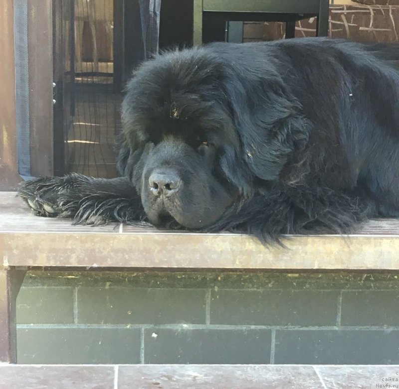 Фото: ньюфаундленд Моя Стихия Ламборджини (Moya Stikhiya Lamborghini)