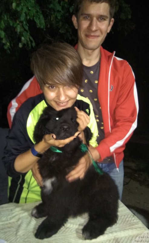 Фото: ньюфаундленд Баффи (Baffi)