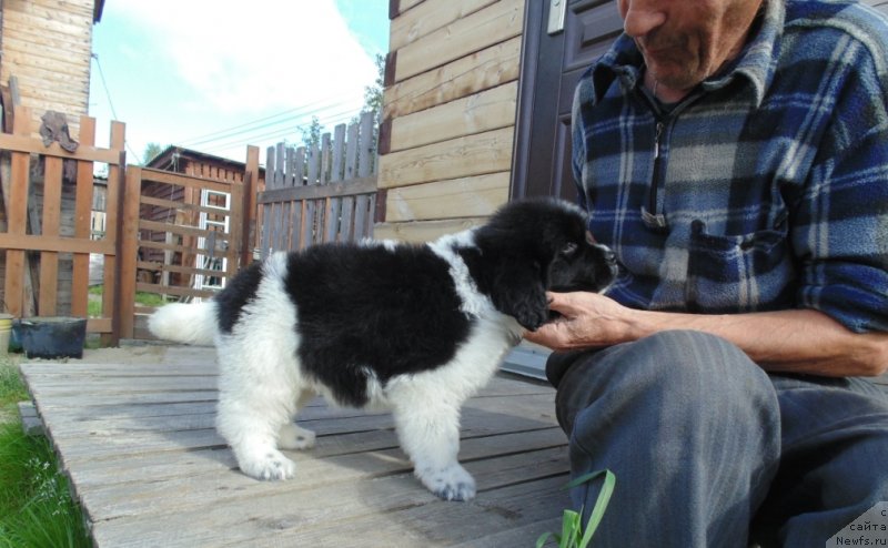Фото: ньюфаундленд Баффи от Карельских Медведей