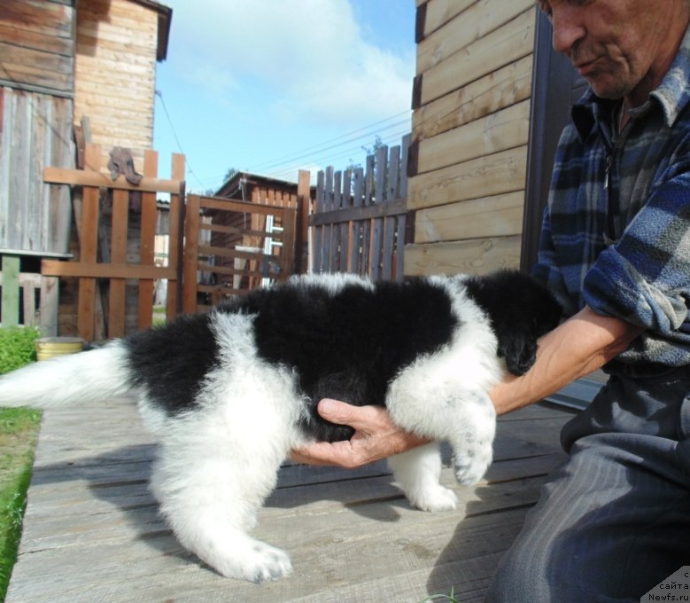 Фото: ньюфаундленд Баффи от Карельских Медведей