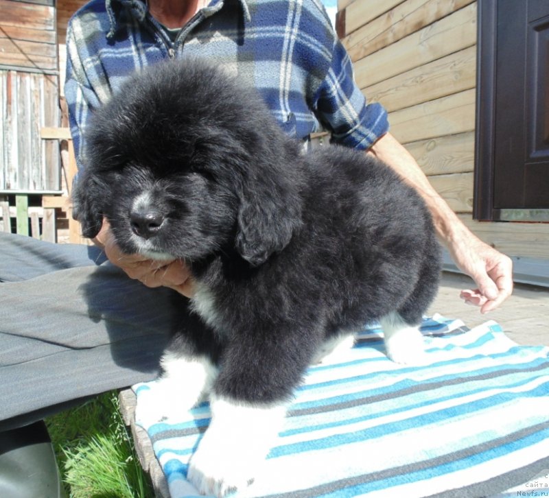 Фото: ньюфаундленд Супер Бизон Тадж-Махал