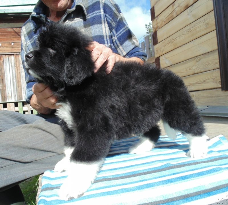 Фото: ньюфаундленд Супер Бизон Тадж-Махал