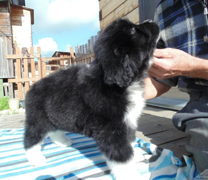 Фото: ньюфаундленд Супер Бизон Тадж-Махал