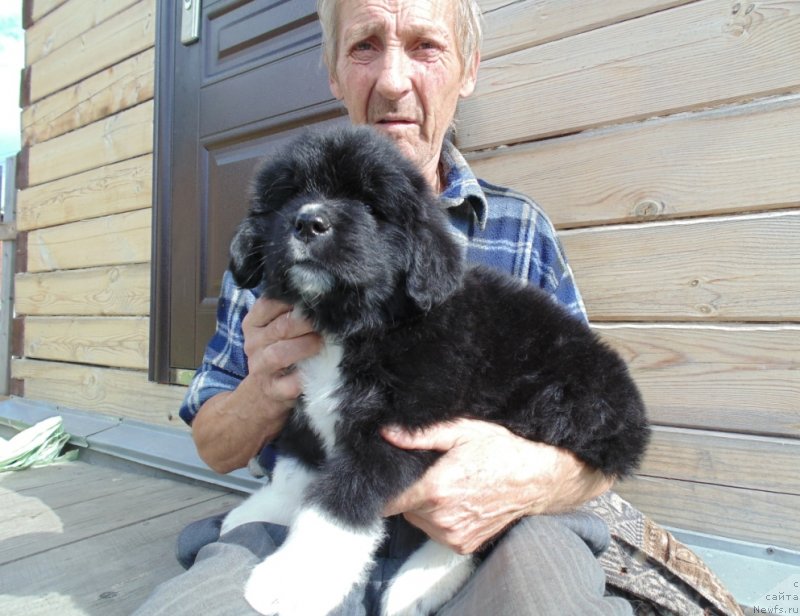 Фото: ньюфаундленд Супер Бизон Тадж-Махал