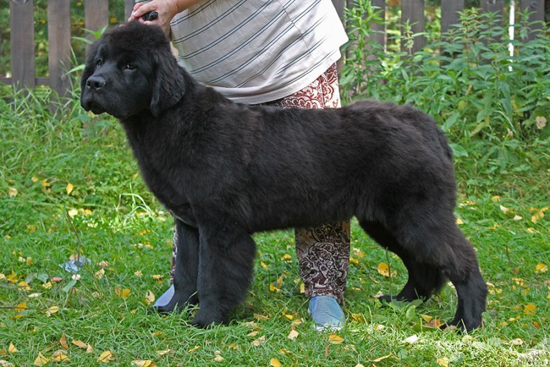 Фотография № 238439