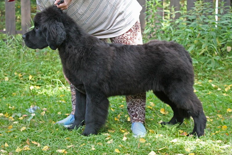 Фотография № 238440