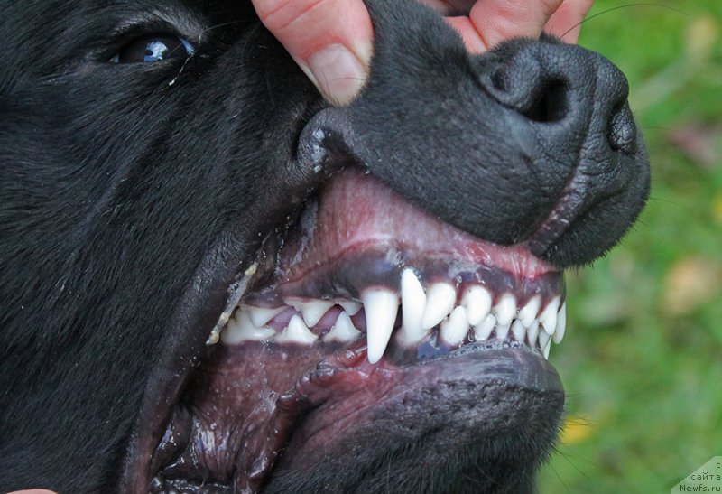 Фотография № 238442