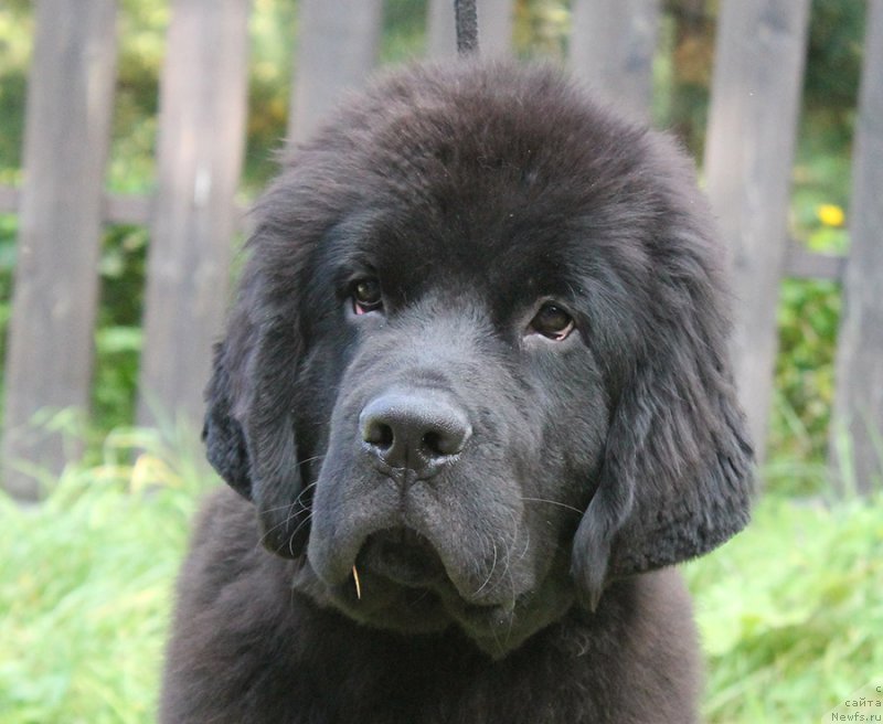 Фотография № 238443