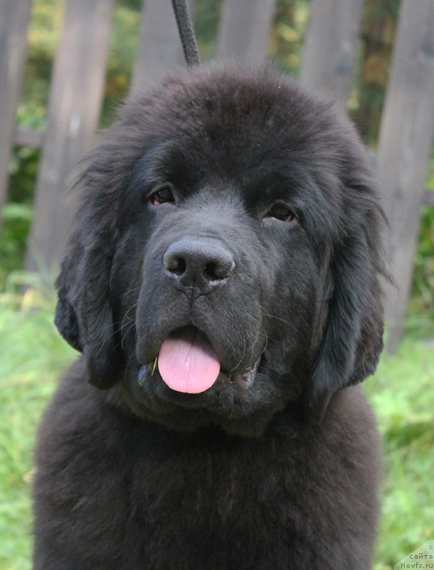 Фотография № 238444