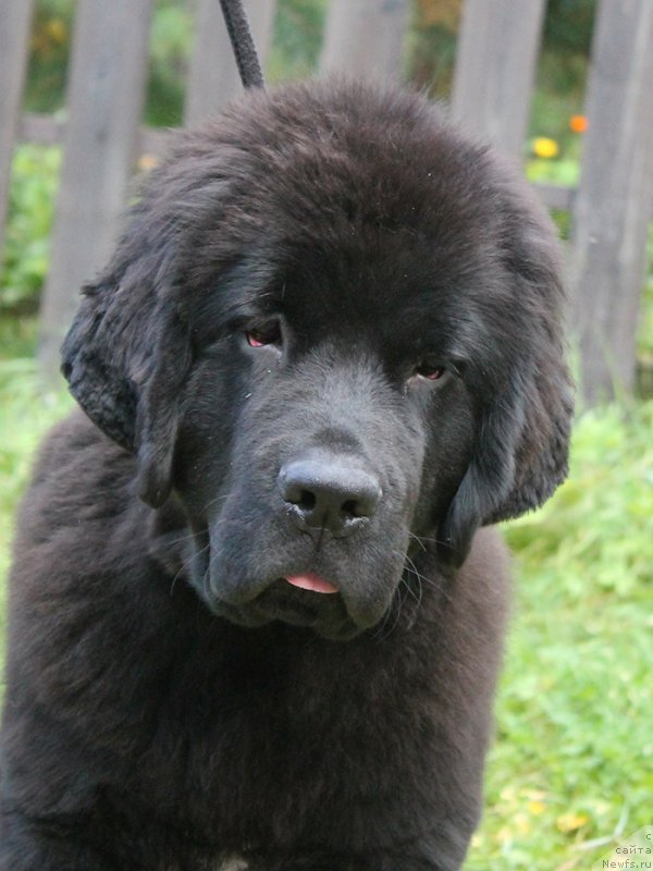 Фотография № 238445