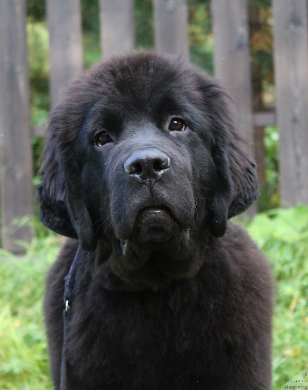 Фото: ньюфаундленд Супер Бизон Флорида