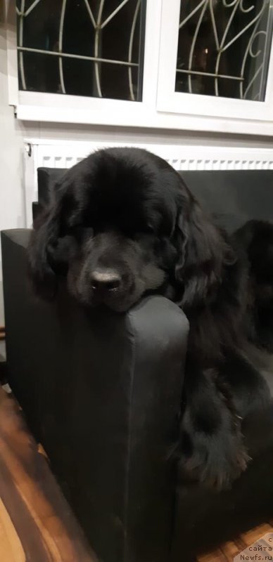 Фотография № 238447