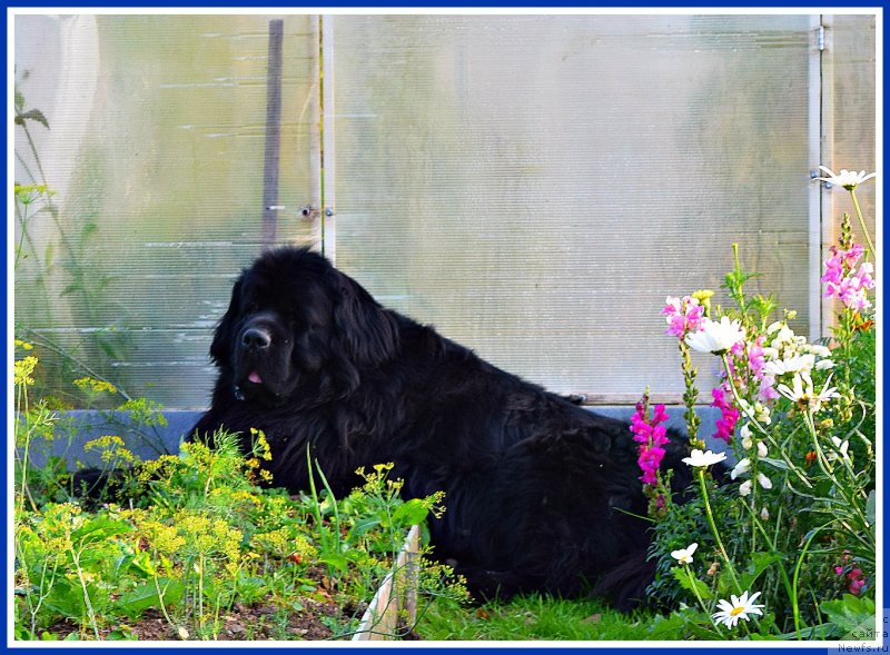 Фото: ньюфаундленд Супер Бизон Норберто