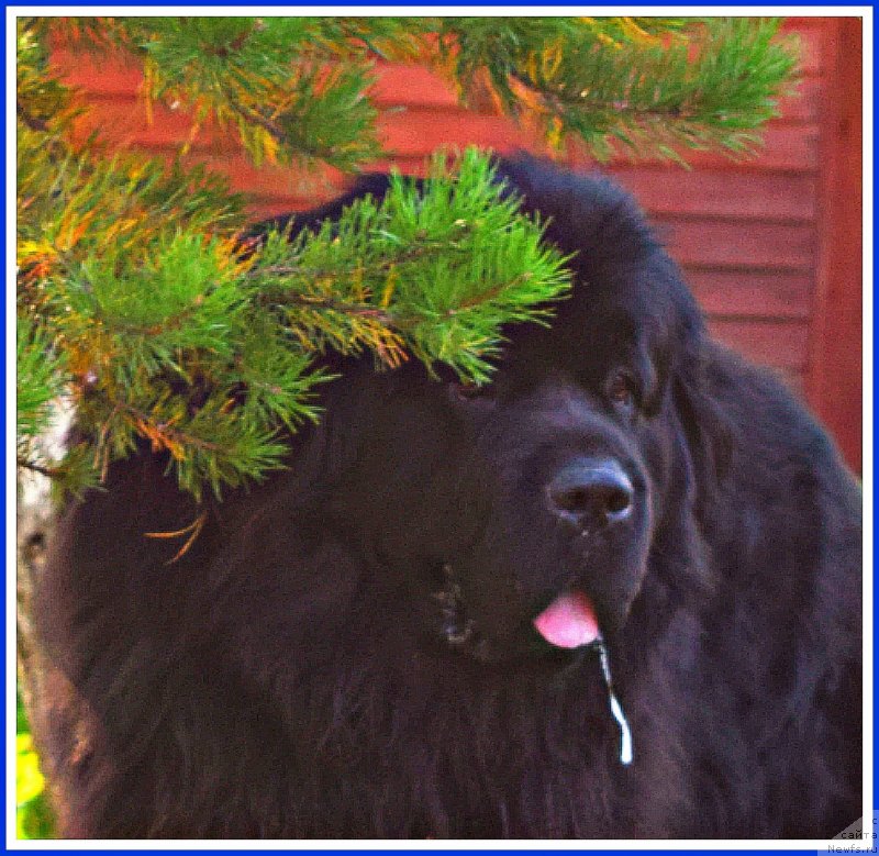 Фото: ньюфаундленд Супер Бизон Норберто