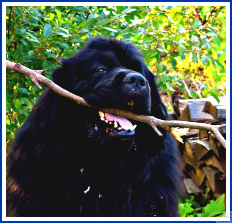 Фото: ньюфаундленд Супер Бизон Норберто